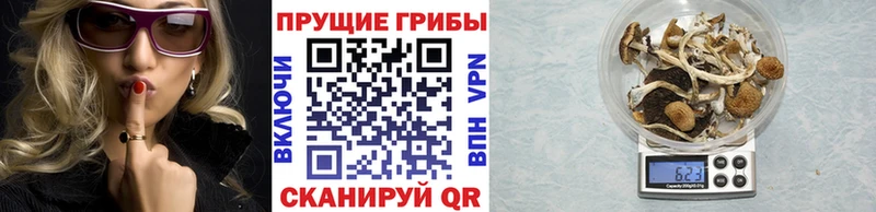 Псилоцибиновые грибы Psilocybine cubensis Багратионовск